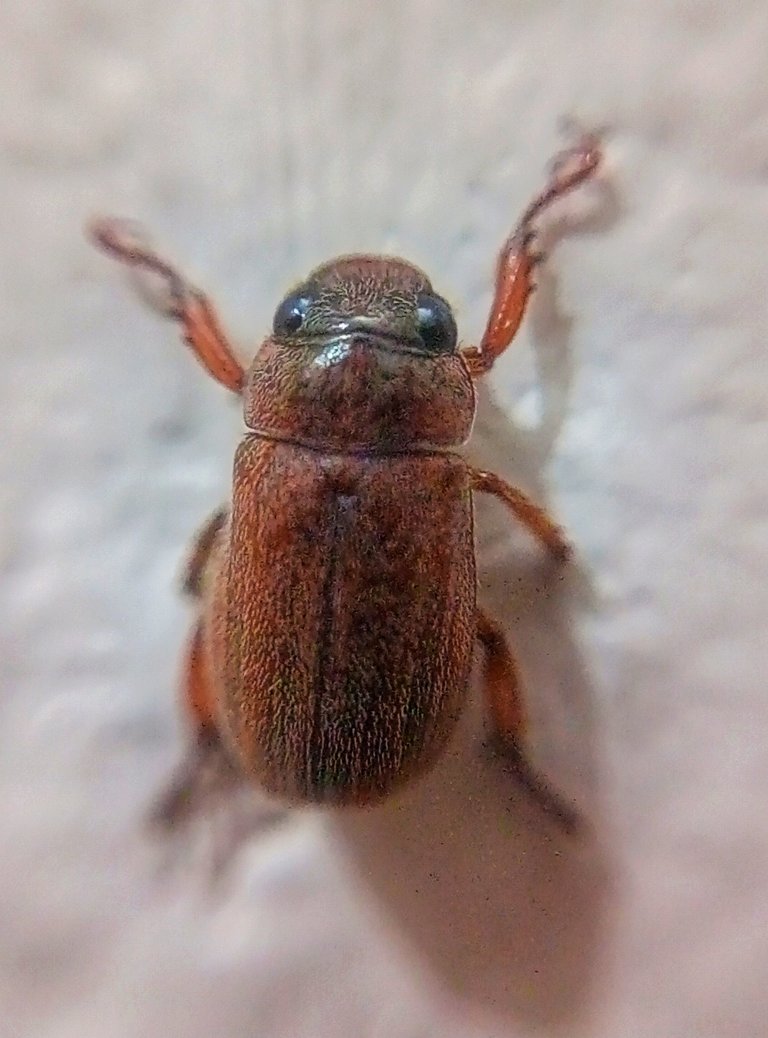 Genus Schizonycha.