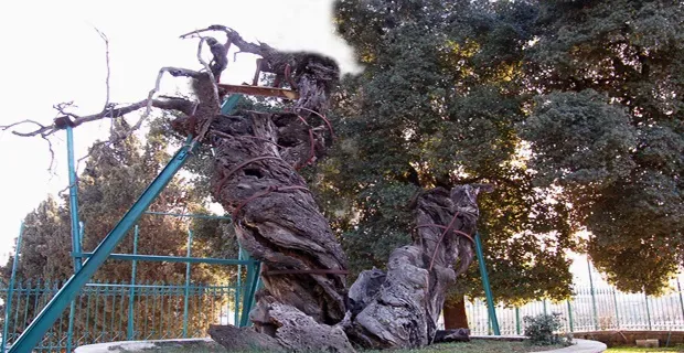 Roble da Abraham.webp
