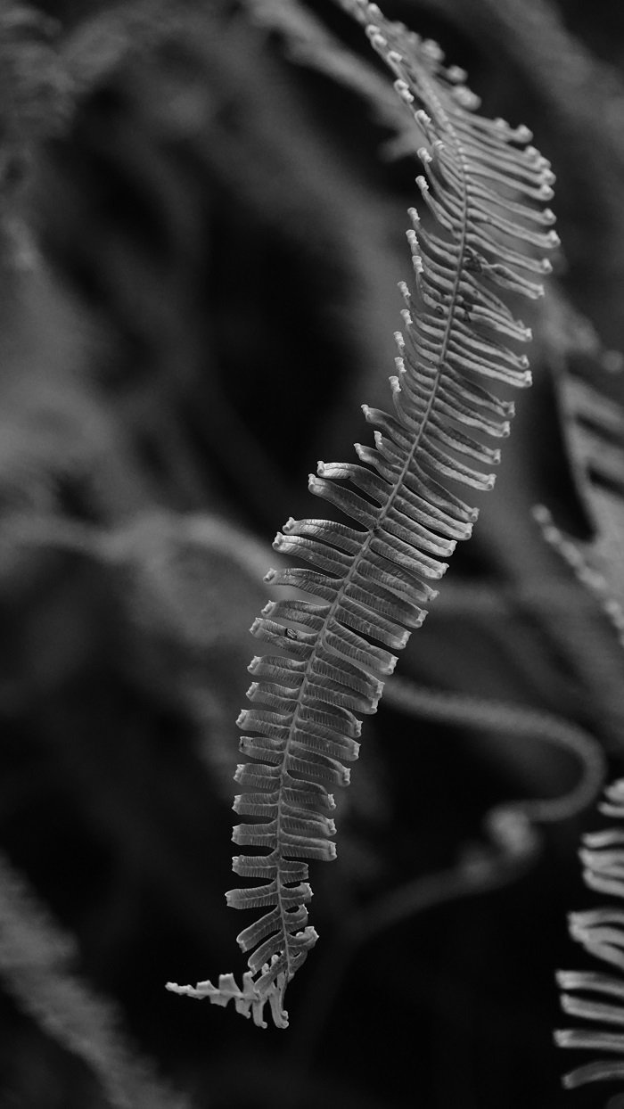 DSC03031b.jpg