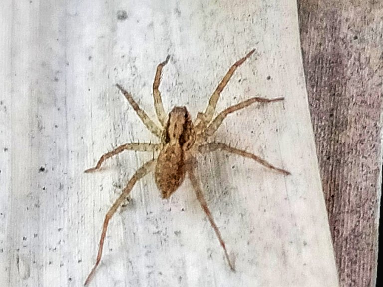 Genus Pardosa.