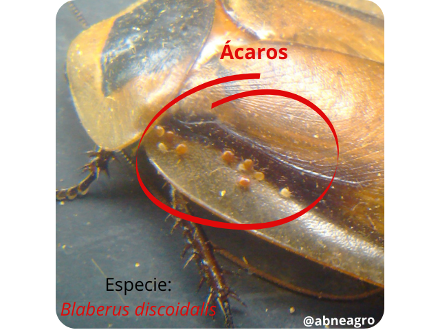 Blattodea ácaros.png