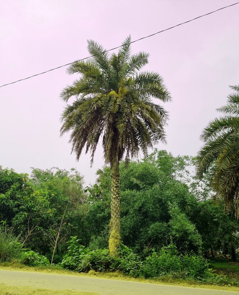 Today I went to visit the date palm garden