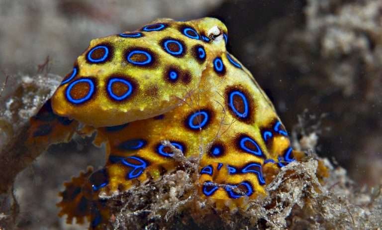 najbardziej-jadowita-osmiornica-na-swiecie-blue-ringed-octopus-divers24.pl_-768x462.jpg