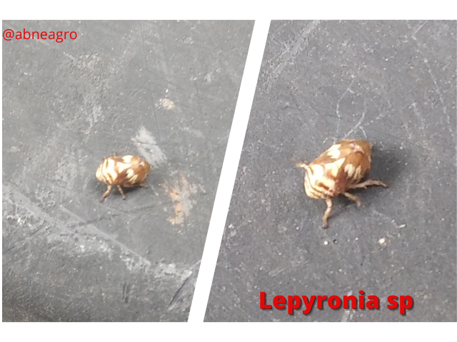 Aphrophoridae(9).png