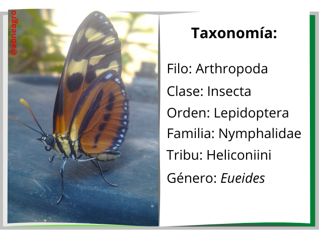 Taxonomía.png