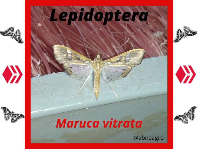 Lepidoptera(1).png