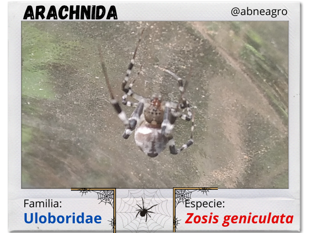 Arachnida(2).png