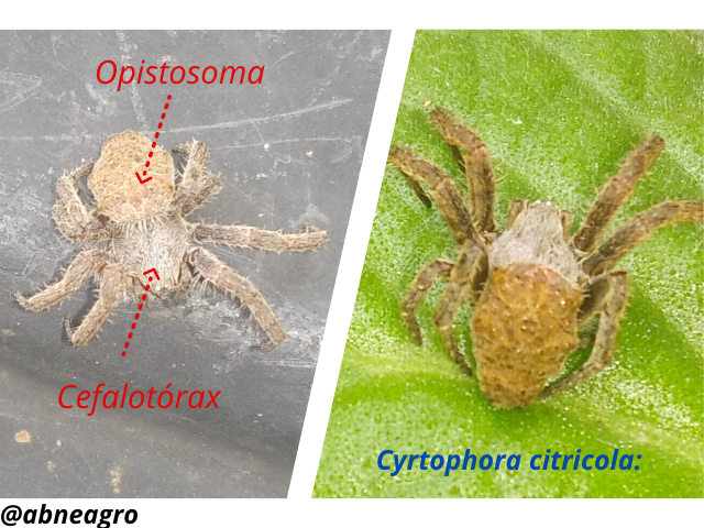 Araneidae(3).png