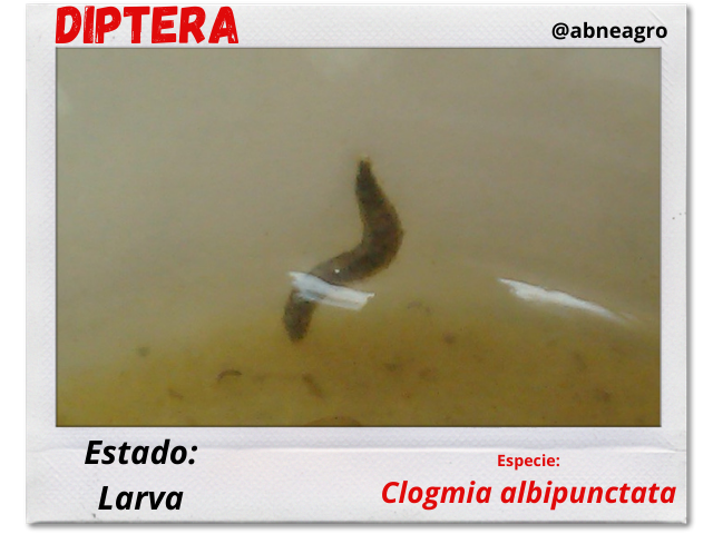 Diptera 4.png