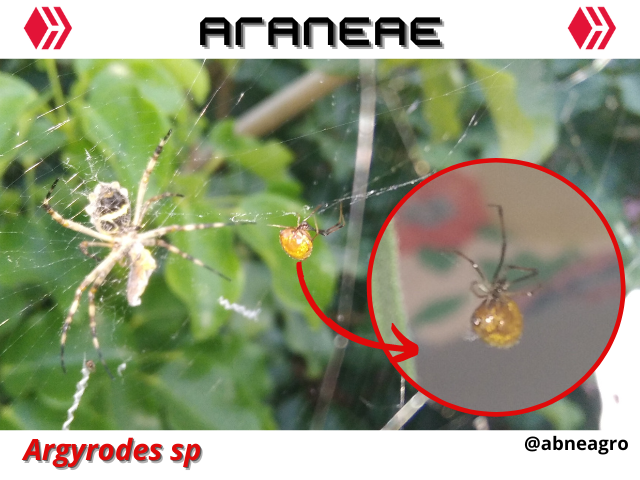 Automeris cf. jucunda (3).png