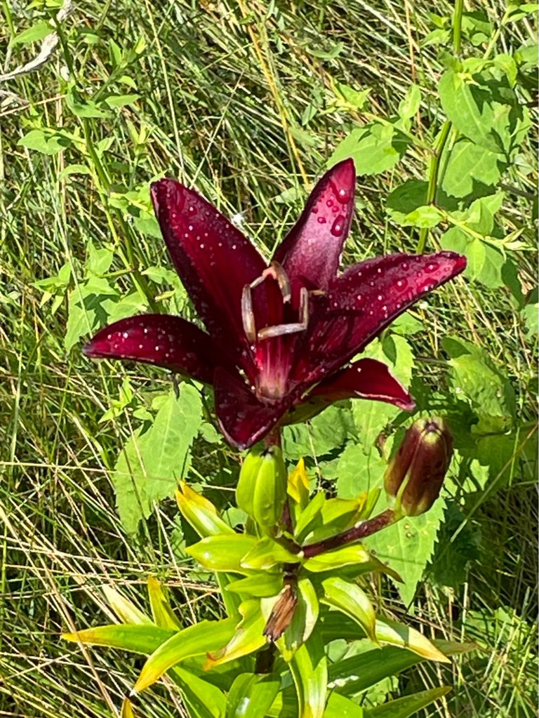 IMG_3051.jpeg