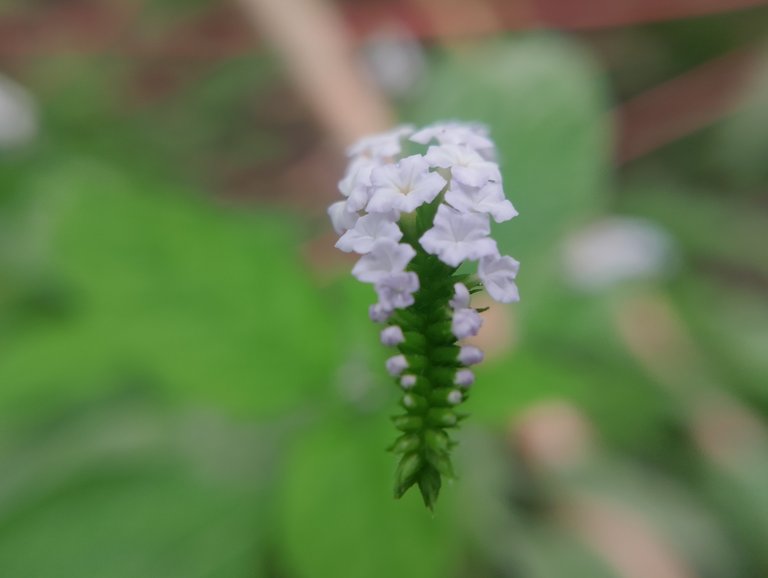 IMG_20250609_173029.jpg
