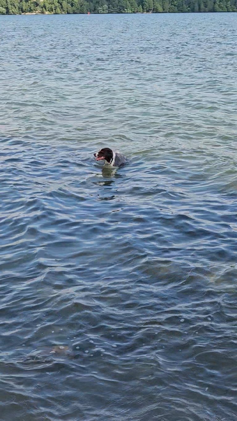 Dog Swimming 01.jpg