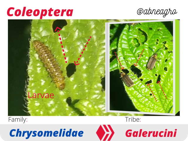 @abneagro(6).png