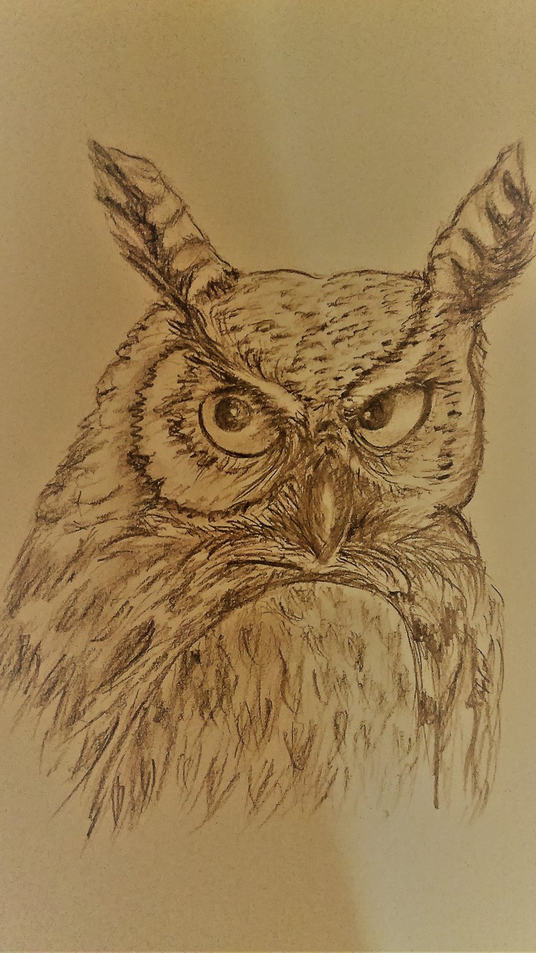 Owl steemit.jpg