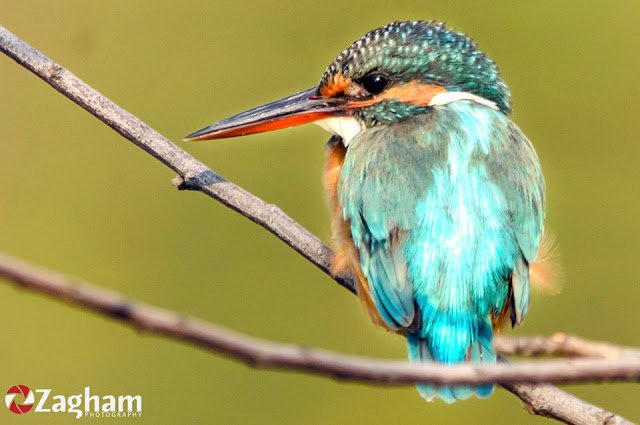 Common kingfisher.jpg