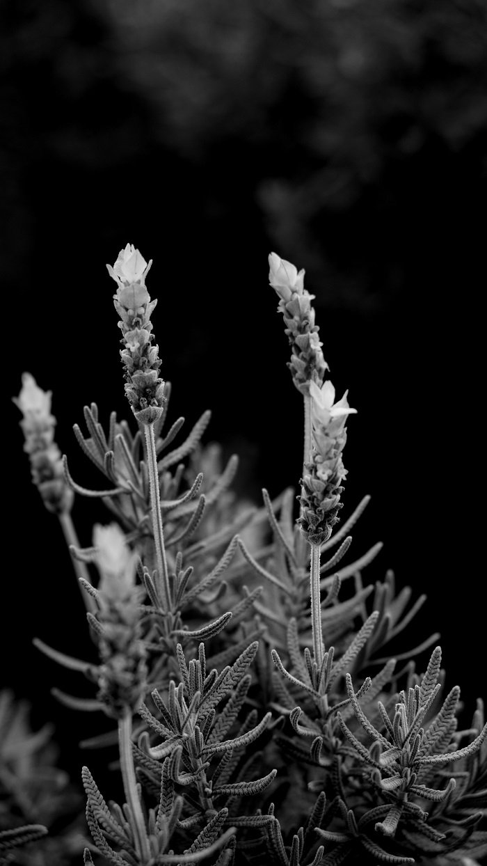 DSC03186a-1.jpg