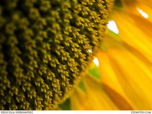 priscilla Hernandez sunflowers - by priscilla Hernandez (yidneth.com)-10.jpg