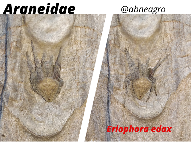 Araneidae(4).png