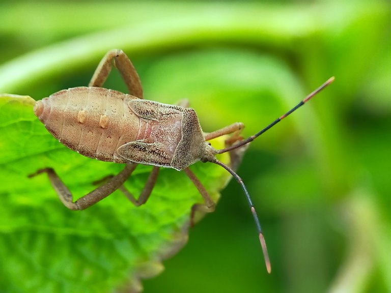 Stink Beetle (26).jpg