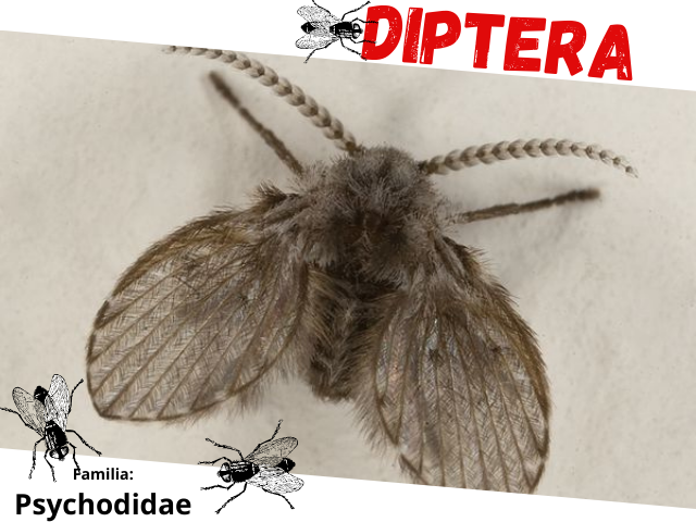 Diptera portada.png