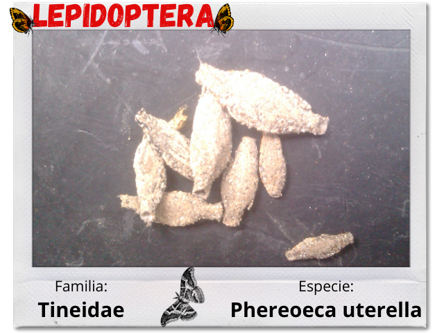 Lepidoptera 1.png