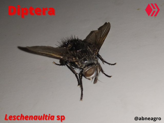 Automeris cf. jucunda (5).png