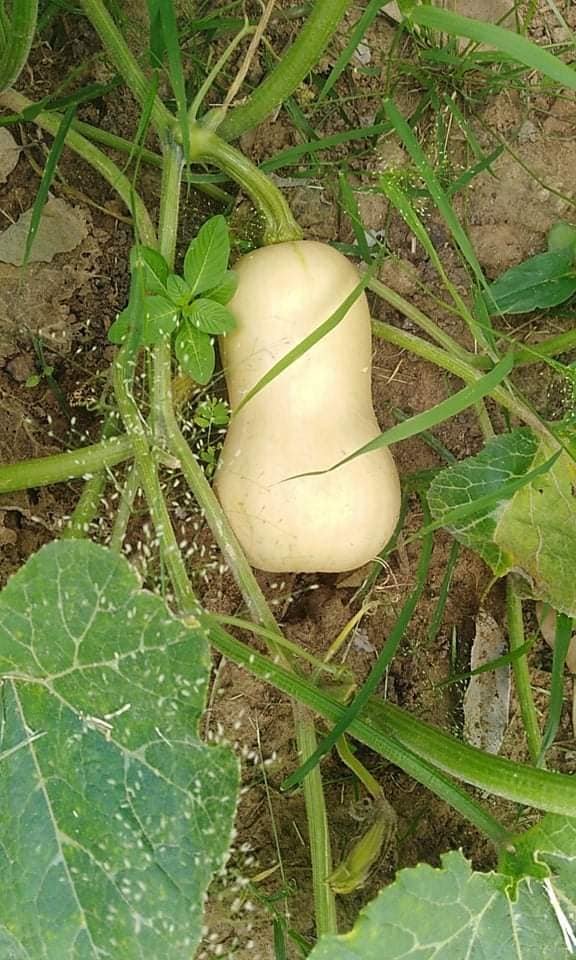 butternut.-1jpg.jpg