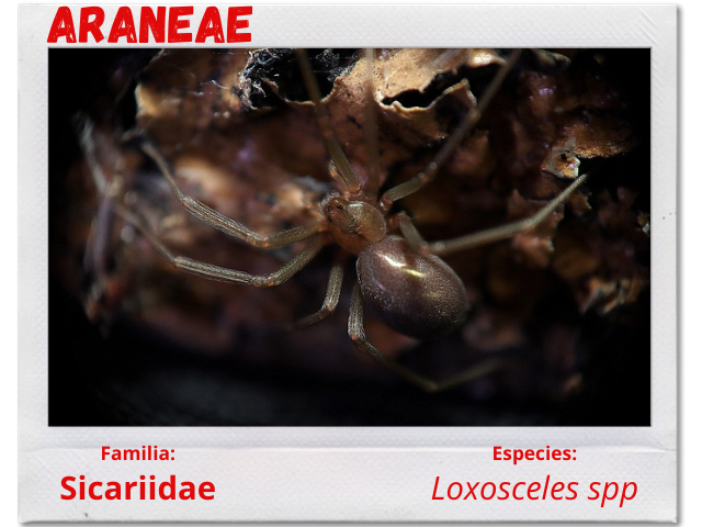 Araña 8.png
