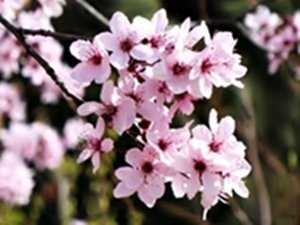 Cherry Plum - Cerasifera.jpg