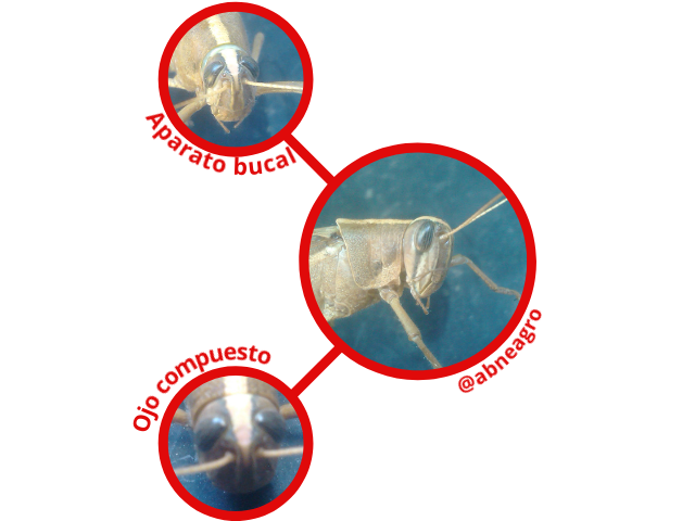 Orthoptera partes 2.png