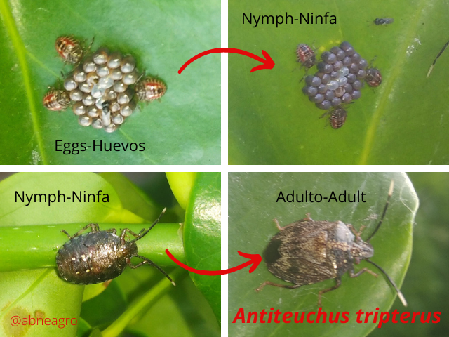 Hemiptera(6).png
