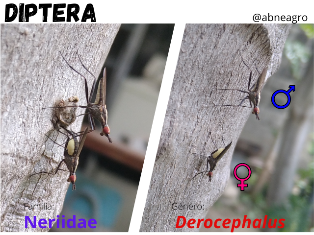Diptera(6).png