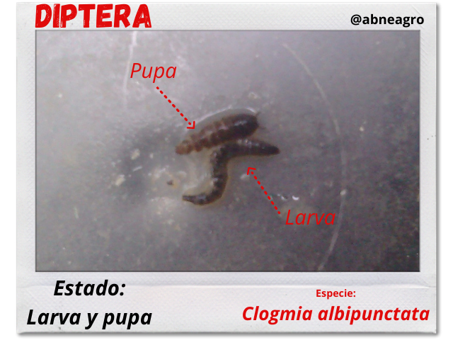 Diptera 5.png
