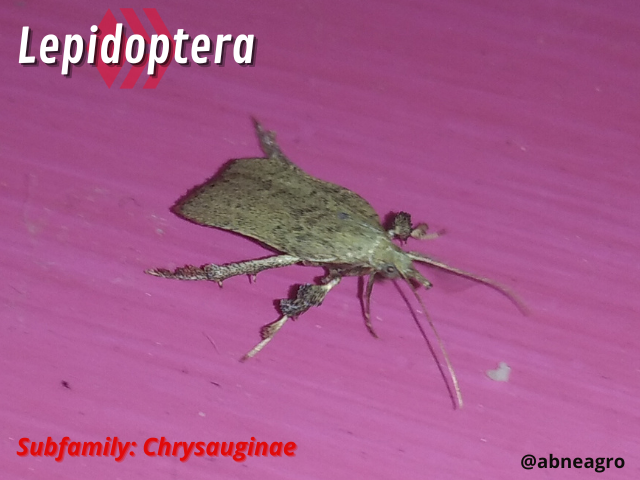 Automeris cf. jucunda (3).png