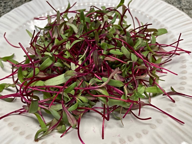 microgreens-beets-2 (1).jpg