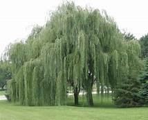 Arbol de aspirina.jfif