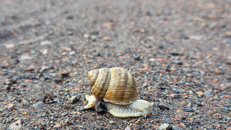 [PL / ENG] SLOW LIFE My Actifit Report Card: September 3 2025