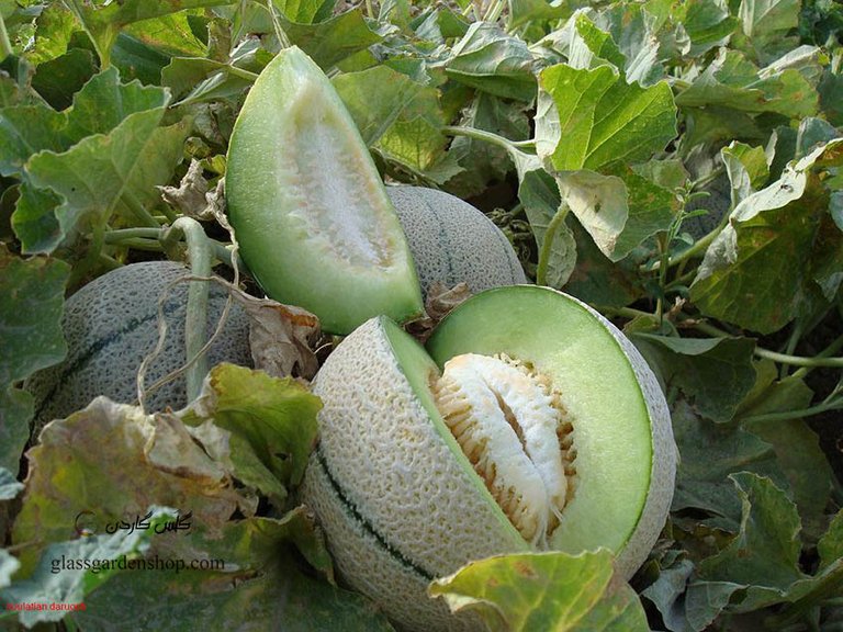 بذر-طالبی-سمسوری-زودرس-samsuri-melon-گلس-گاردن-4.jpg