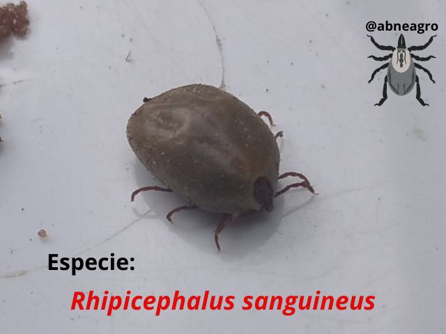 Especie_.png