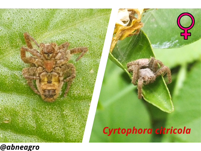 Araneidae(6).png