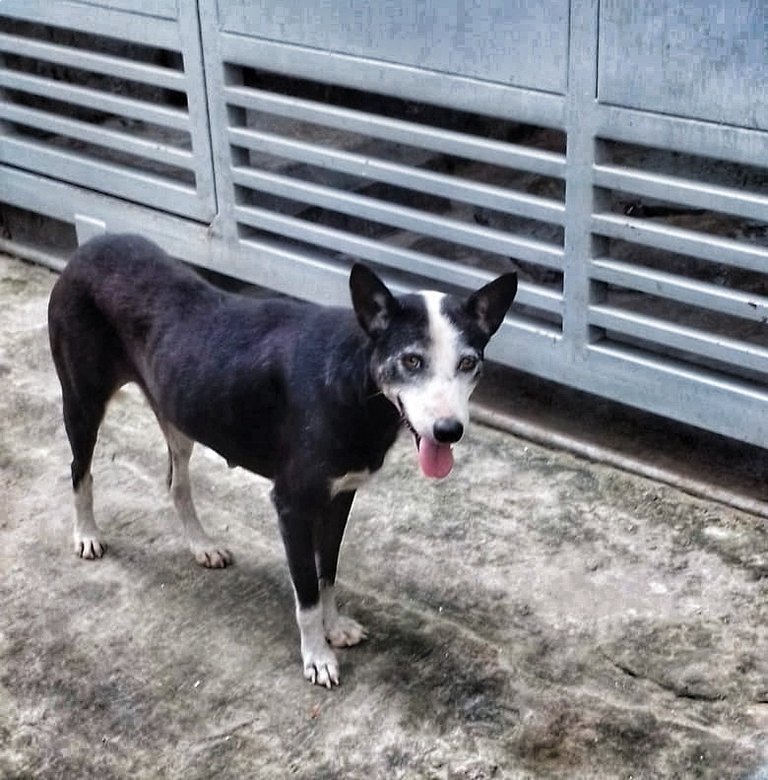 Billu Doggy Hungry..