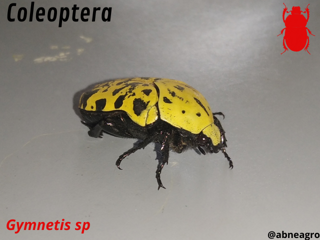 Automeris cf. jucunda (1).png