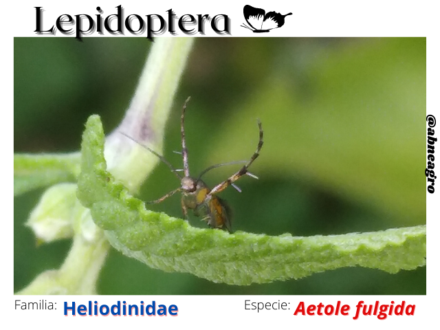Lepidoptera(3).png