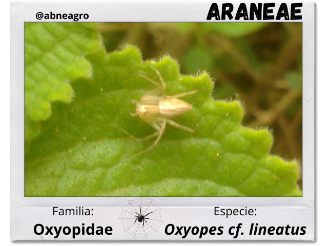 Araneae 3.png