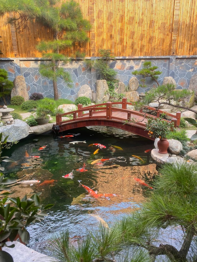 IMG_5323.jpeg