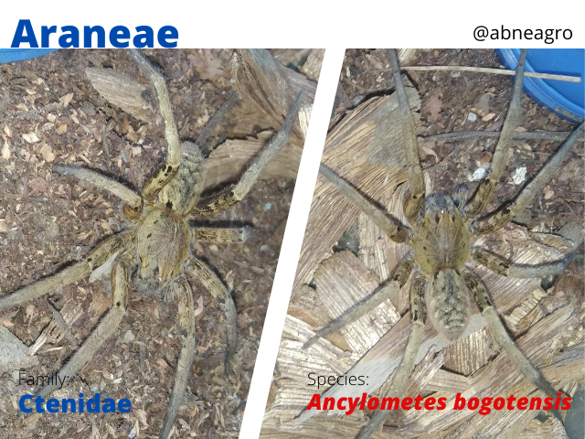 @abneagro(8).png