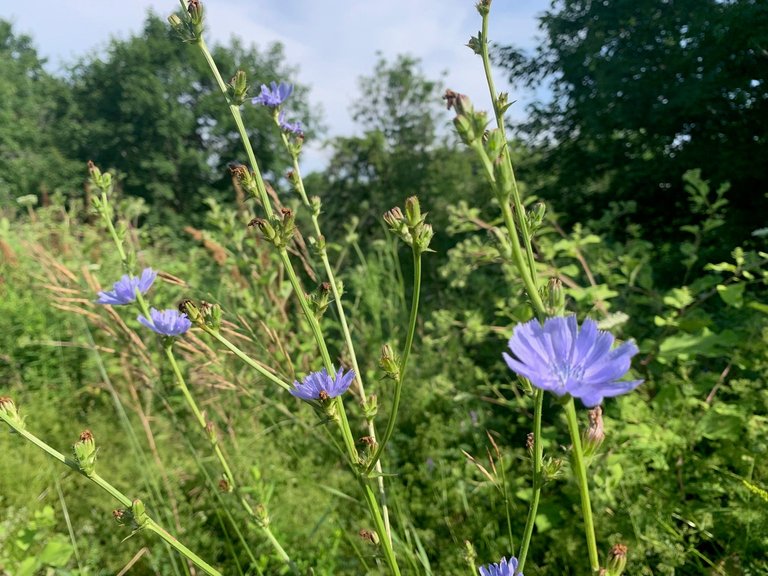 IMG_5633.jpeg