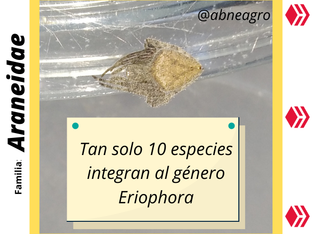 Araneidae(1).png