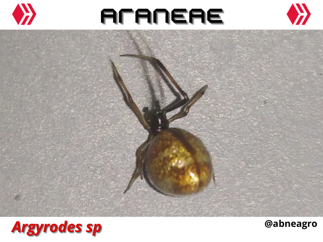 Automeris cf. jucunda (1).png